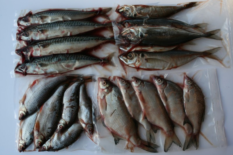 Prebaits.nl hengelsportwinkel in Groningen