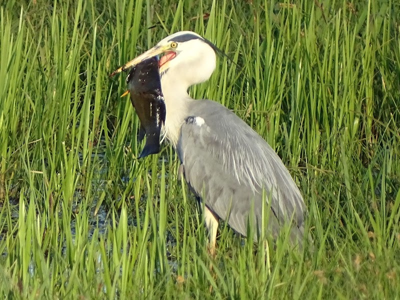 Hengelsportvereniging De Vriendschap hengelsportwinkel