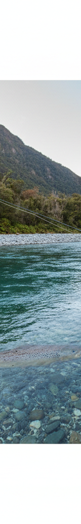 Forelvissen in Nieuw-Zeeland