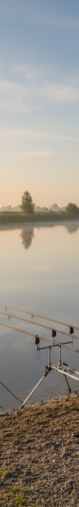 Karpervissen in de Maasplassen