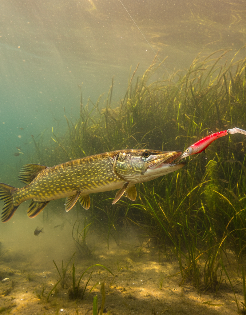 Op jacht naar roofvis: Waarom een visgids op de Waal werkt