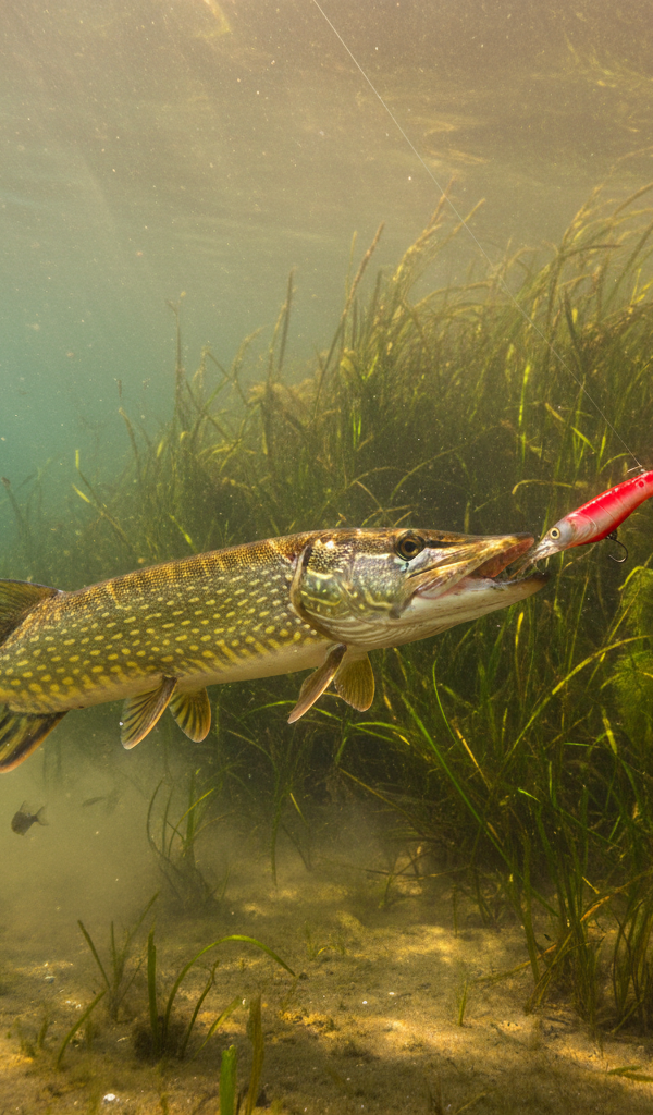 Op jacht naar roofvis: Waarom een visgids op de Waal werkt
