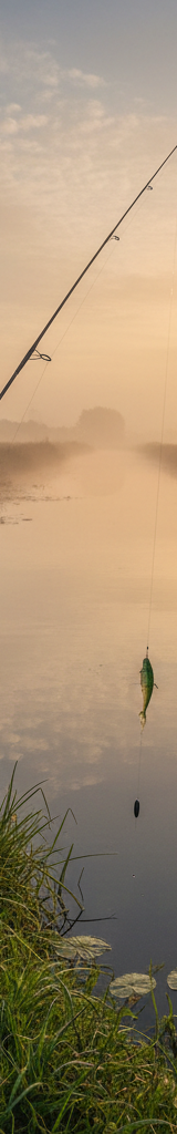 Dropshot vissen - techniek voor meer beet