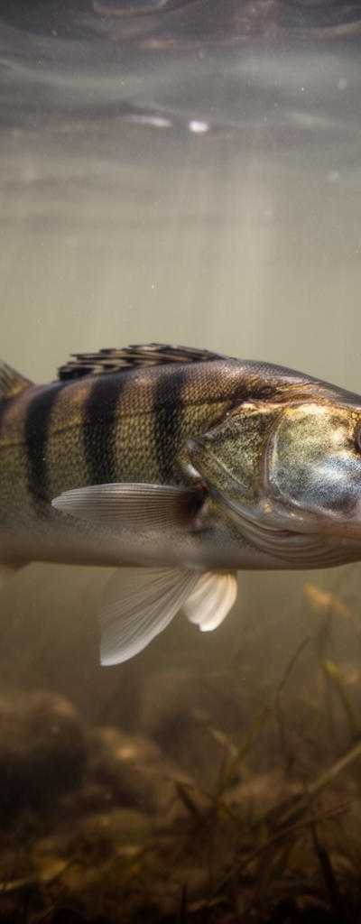 Snoekbaars vangen: Lichtinval en Waterhelderheid