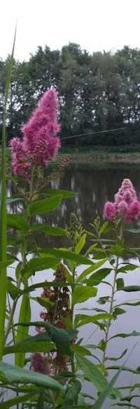 Hengelsportvereniging "De Leugenaar"