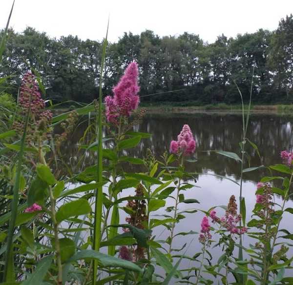 Hengelsportvereniging "De Leugenaar"