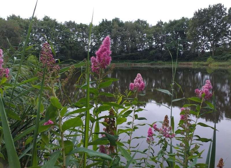 Hengelsportvereniging "De Leugenaar"