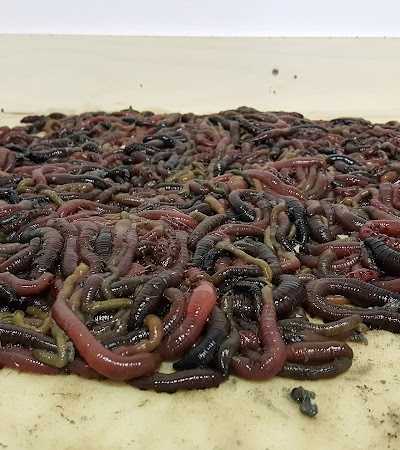 Hengelsport Van Poortvliet foto 3