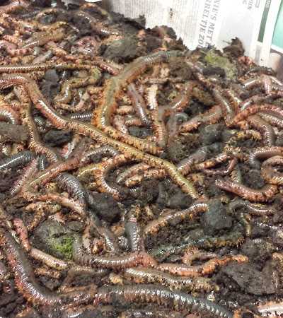 Hengelsport Van Poortvliet foto 5