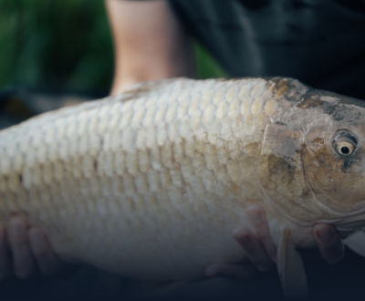 Viskick.nl - Alles voor de Hengelsport foto 3