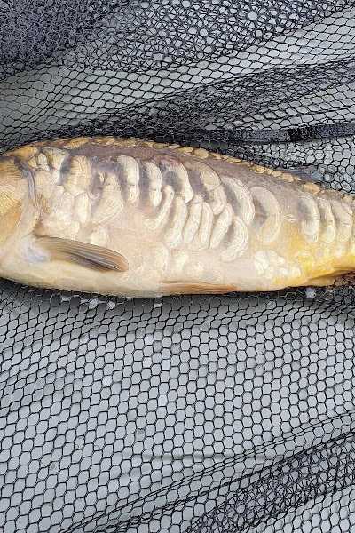 Hengelsportvereniging V.I.O.S. Enschede! foto 2