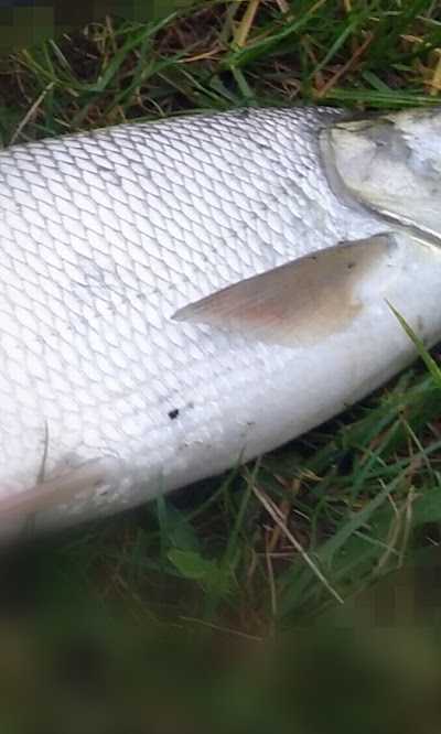 aas en voershop aalst foto 5