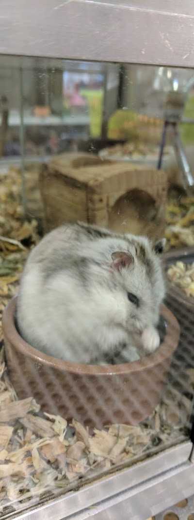 Rentenaar Dierenspeciaalzaak foto 4