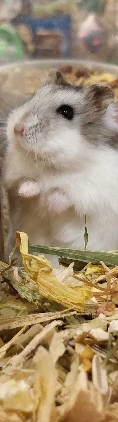 Rentenaar Dierenspeciaalzaak foto 5