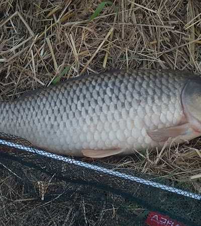 Hengelsport Kees Hamelink V.O.F. foto 5