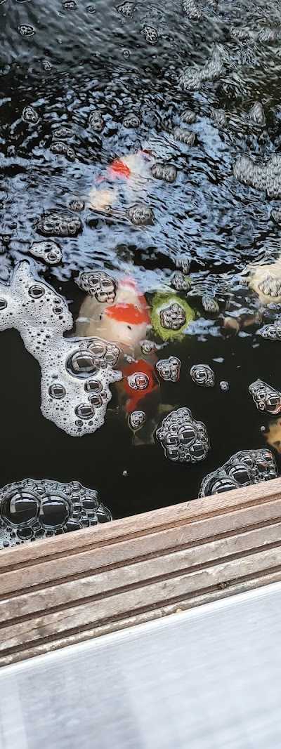 Bokoi Koi & Hengelsport Center Limburg foto 2