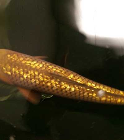 Bokoi Koi & Hengelsport Center Limburg foto 4