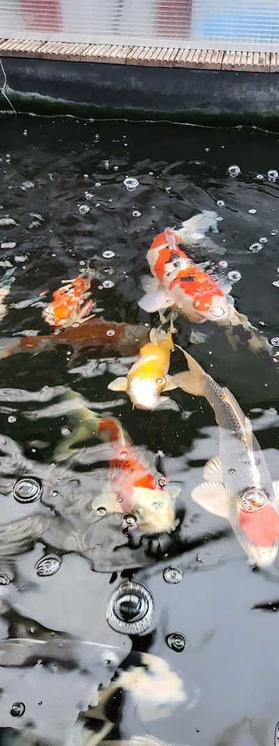 Bokoi Koi & Hengelsport Center Limburg foto 5