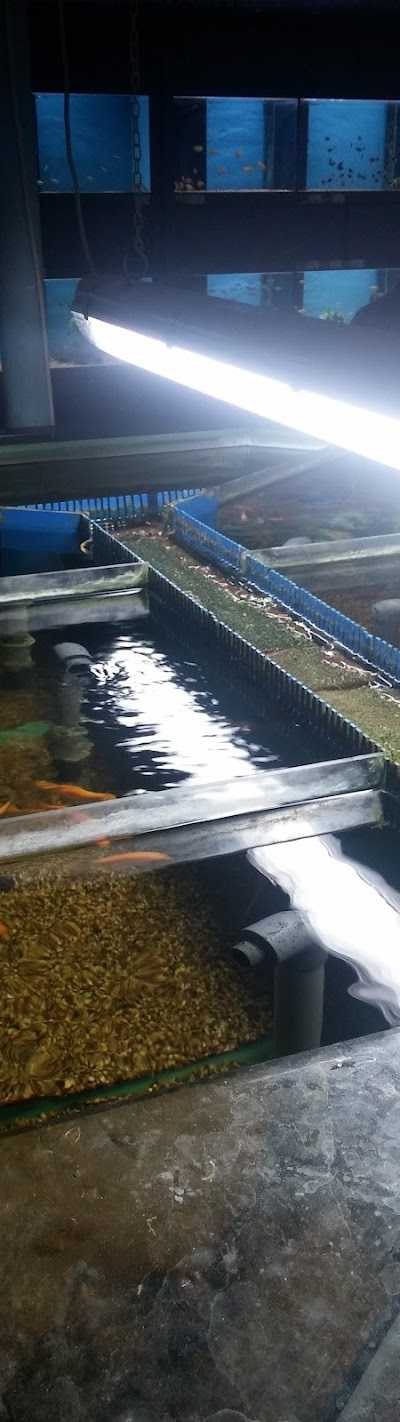 Dierenspeciaalzaak Matavi foto 3