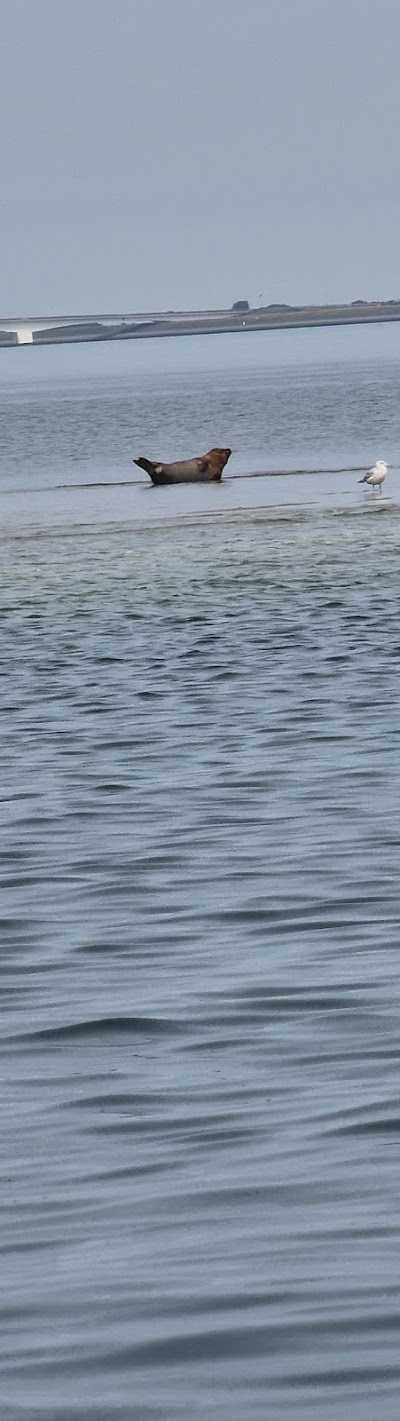 Bootverhuur en Zeeaas 't Zagertje foto 4