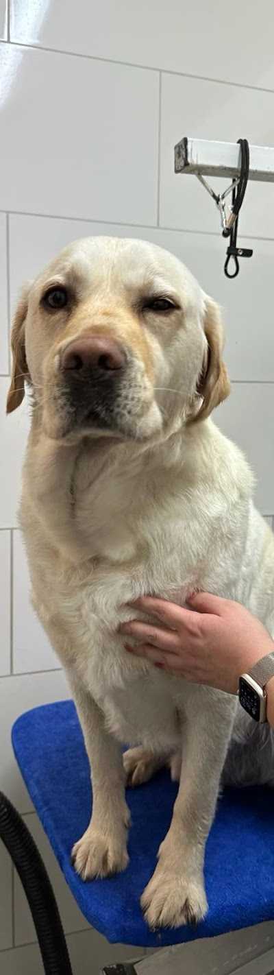 Patty's Petshop foto 3