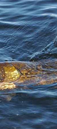 Roofvis XL (Webshop, geen winkel)