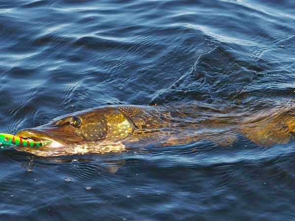 Roofvis XL (Webshop, geen winkel)