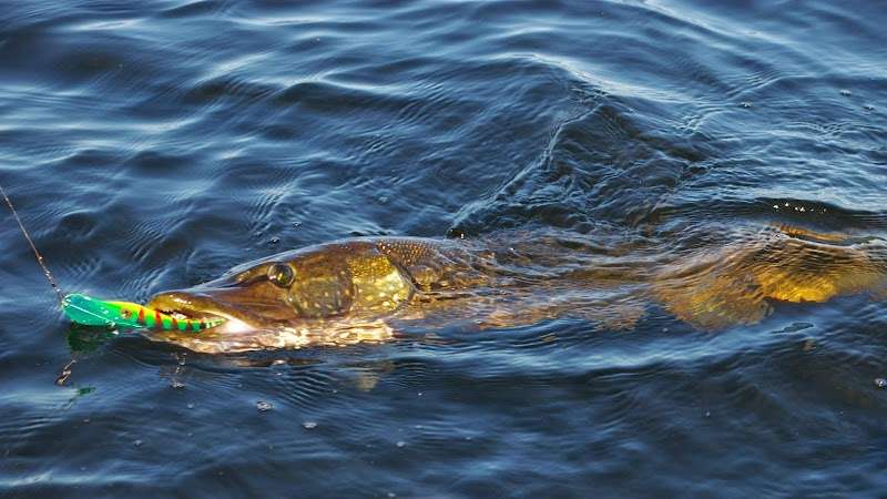 Roofvis XL (Webshop, geen winkel)