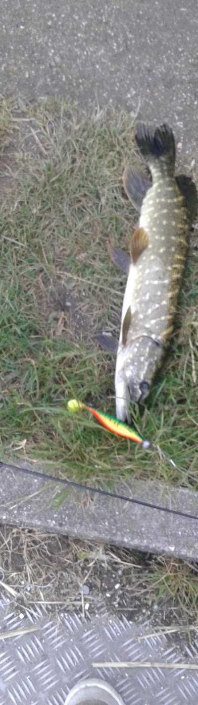 Roofvis XL (Webshop, geen winkel) foto 5