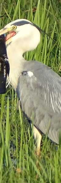 Hengelsportvereniging De Vriendschap