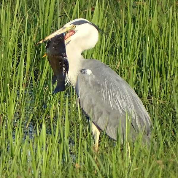 Hengelsportvereniging De Vriendschap