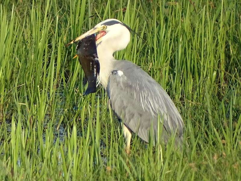 Hengelsportvereniging De Vriendschap