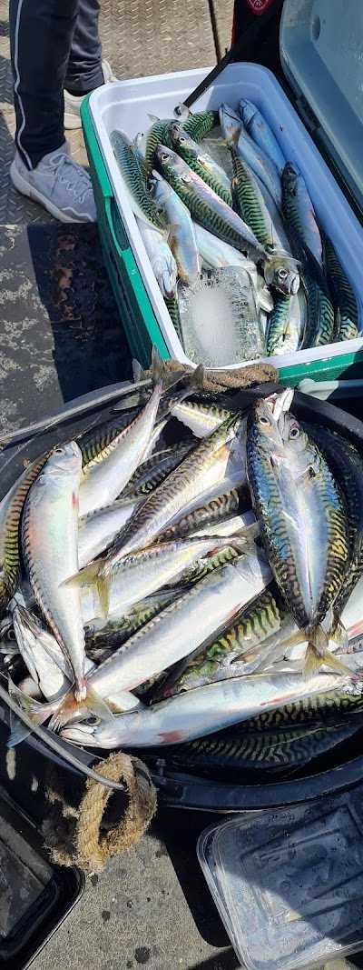 Sport vissen IJmuiden Jelle Visser Sportvisserij Zeevissen in IJmuiden Bootverhuur / Groepen vanaf 8p foto 4