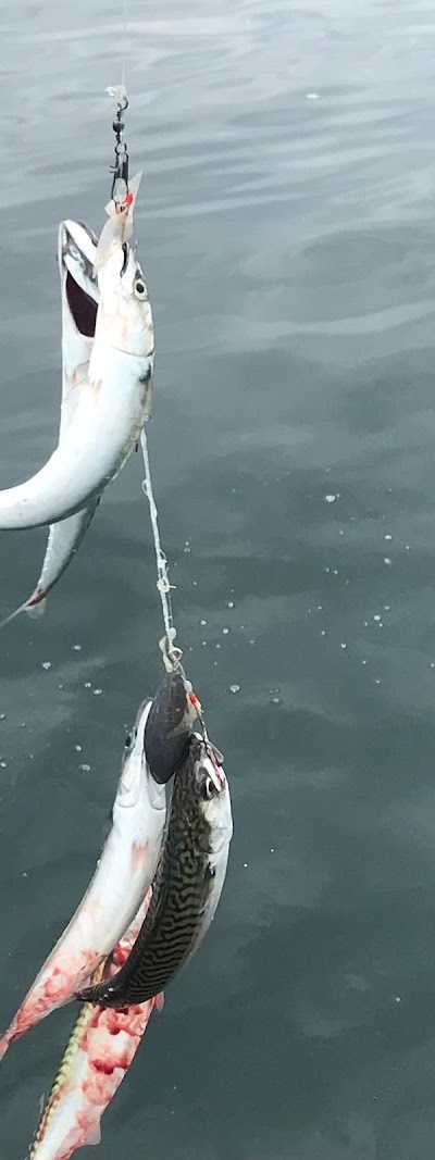 Sport vissen IJmuiden Jelle Visser Sportvisserij Zeevissen in IJmuiden Bootverhuur / Groepen vanaf 8p foto 5