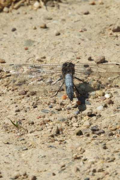 Hengelsportvereniging "De Zwervers" foto 4