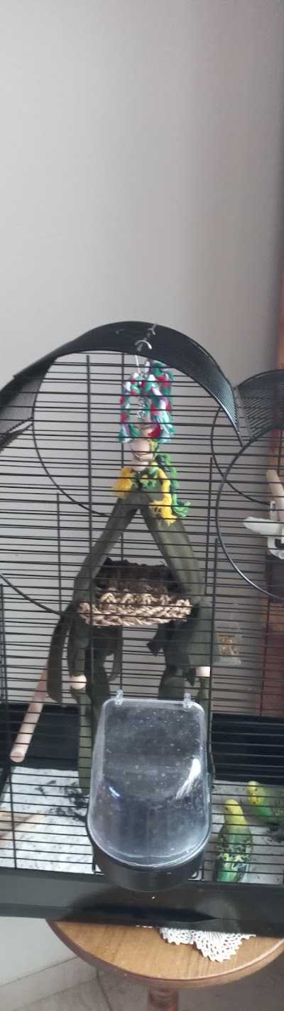 Discus Ebisch foto 3