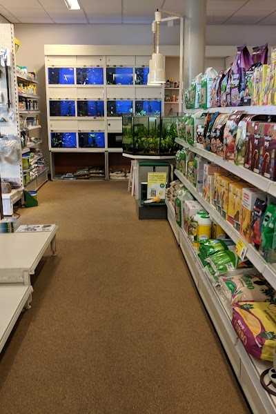 Discus Ebisch foto 4