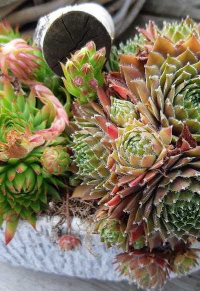 Bosma AgriShop foto 5