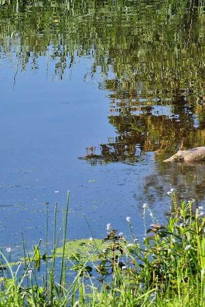 Mölke Activiteiten - Slow Living a/d Regge foto 4