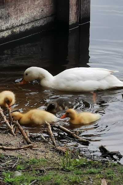 Koningklijke Erkende Veghelse Hengelsport Vereniging foto 5