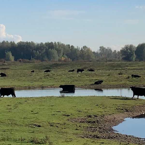 Natuurgebied Negenoord-Kerkeweerd