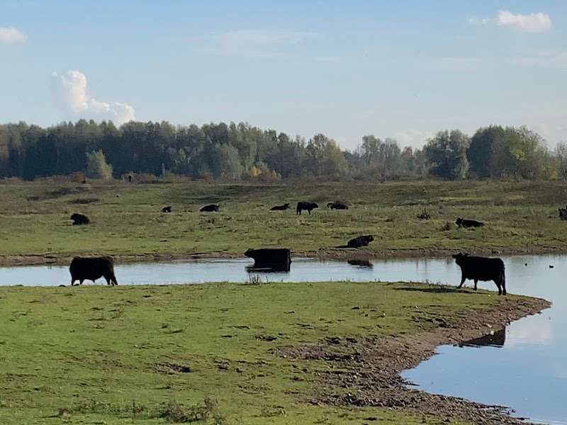 Natuurgebied Negenoord-Kerkeweerd