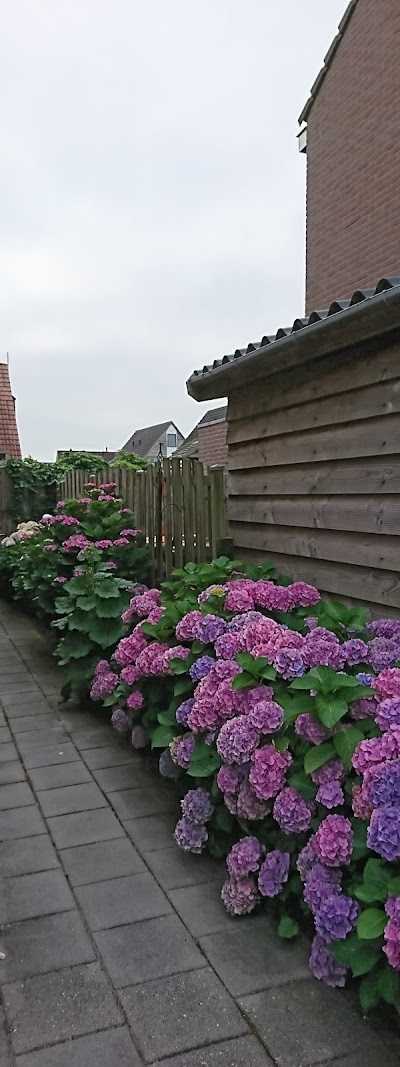 Het Rode Pleintje foto 2