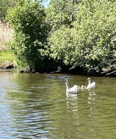 Biesbosch Sloepenverhuur en botenverhuur foto 3
