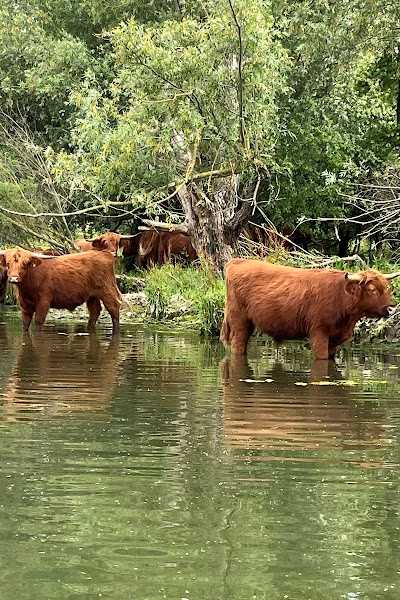 Biesbosch Sloepenverhuur en botenverhuur foto 5