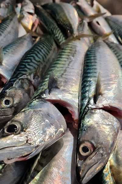 msfish-hunter foto 2