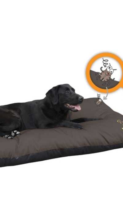 Cats and dogs wish foto 2